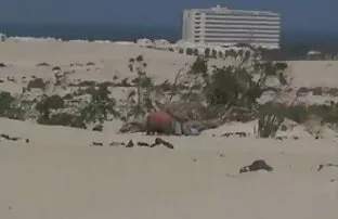 XXX बड़े काले डिक fucks संकीर्ण चूत एशियाईशराबी पत्नी सहमत करने सेक्सी पिक्चर दिखाओ वीडियो में के लिए समूह सेक्स MZHM